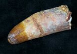 Rooted Cretaceous Crocodile Tooth - Morocco #20351-3